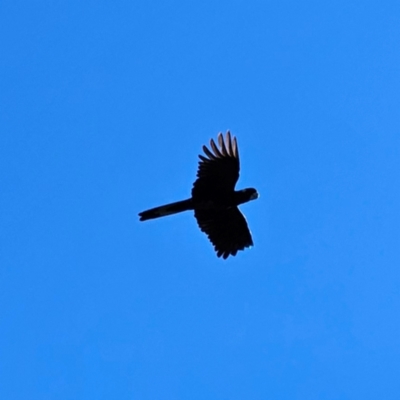 Zanda funerea (Yellow-tailed Black-Cockatoo) at QPRC LGA - 25 Apr 2024 by MatthewFrawley