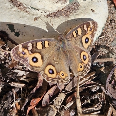 Junonia villida (Meadow Argus) at Braidwood, NSW - 25 Apr 2024 by MatthewFrawley