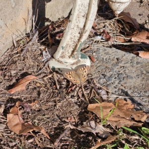 Junonia villida at QPRC LGA - 25 Apr 2024 03:30 PM