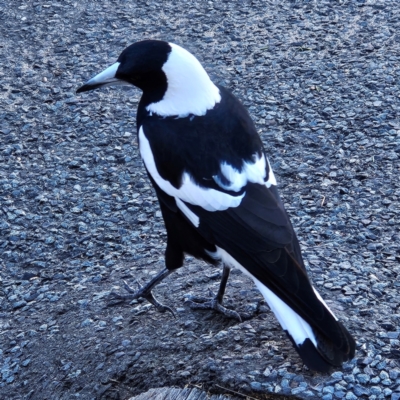 Gymnorhina tibicen (Australian Magpie) at QPRC LGA - 25 Apr 2024 by MatthewFrawley