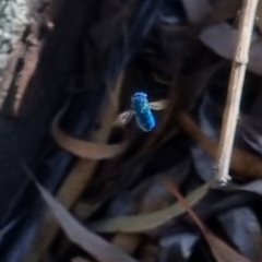 Chrysididae (family) (Cuckoo wasp or Emerald wasp) at QPRC LGA - 25 Apr 2024 by clarehoneydove