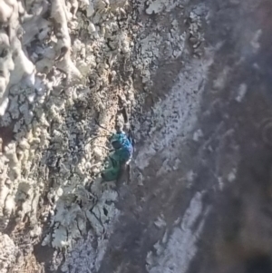 Chrysididae (family) at QPRC LGA - 25 Apr 2024