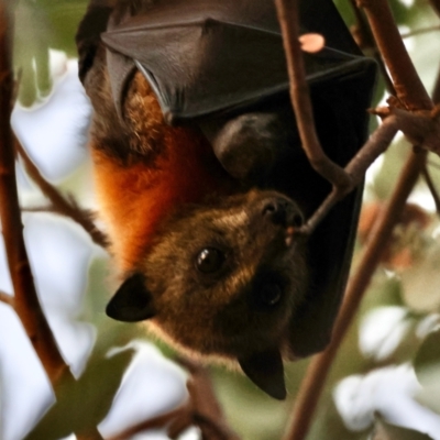 Pteropus poliocephalus (Grey-headed Flying-fox) at Hughes Grassy Woodland - 25 Apr 2024 by LisaH