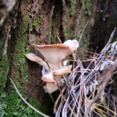 zz Polypore (shelf/hoof-like) at QPRC LGA - 24 Apr 2024 by Csteele4