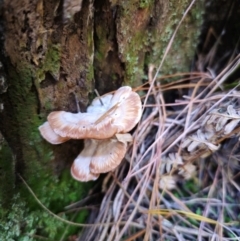 zz Polypore (shelf/hoof-like) at QPRC LGA - 24 Apr 2024 01:00 PM