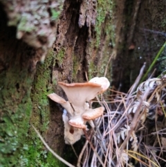 zz Polypore (shelf/hoof-like) at QPRC LGA - 24 Apr 2024 01:00 PM