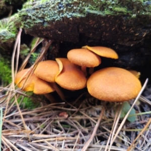 Gymnopilus sp. at Tallaganda State Forest - 24 Apr 2024