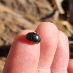 Callidemum hypochalceum at suppressed - 25 Apr 2024