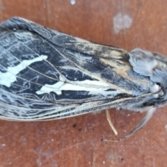 Abantiades atripalpis (Bardee grub/moth, Rain Moth) at Bungendore, NSW - 25 Apr 2024 by clarehoneydove