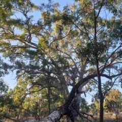 Eucalyptus melliodora (Yellow Box) at Watson, ACT - 23 Apr 2024 by AdrianM