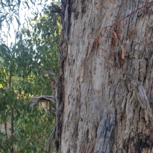 Eucalyptus melliodora at Watson, ACT - 23 Apr 2024 04:21 PM