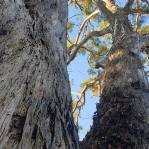 Eucalyptus melliodora at Watson, ACT - 23 Apr 2024 04:21 PM