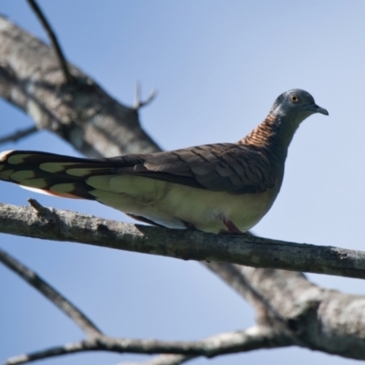 Geopelia humeralis (Bar-shouldered Dove) at Wallum - 11 Mar 2024 by macmad