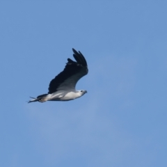 Haliaeetus leucogaster (White-bellied Sea-Eagle) at Brunswick Heads, NSW - 12 Mar 2024 by macmad