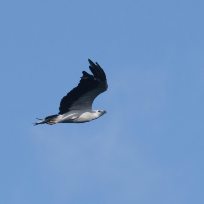 Haliaeetus leucogaster (White-bellied Sea-Eagle) at Brunswick Heads, NSW - 12 Mar 2024 by macmad
