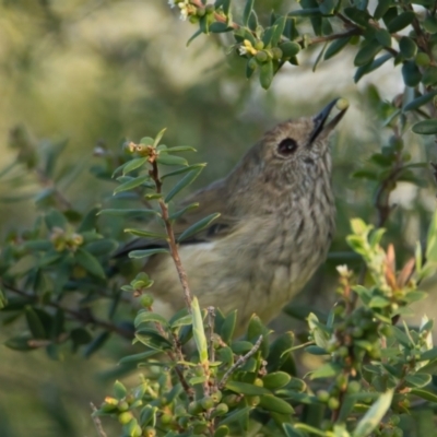 Acanthiza pusilla (Brown Thornbill) at Brunswick Heads, NSW - 13 Mar 2024 by macmad