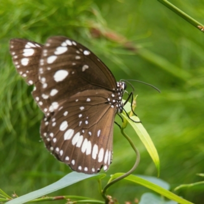 Unidentified Butterfly (Lepidoptera, Rhopalocera) at Brunswick Heads, NSW - 16 Mar 2024 by macmad