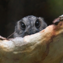 Aegotheles cristatus (Australian Owlet-nightjar) at Brunswick Heads, NSW - 16 Mar 2024 by macmad