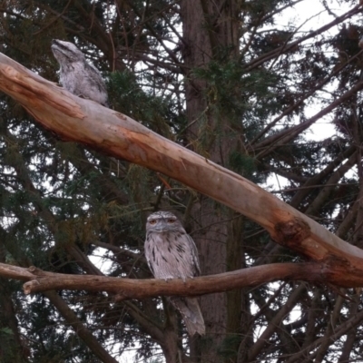 Podargus strigoides (Tawny Frogmouth) at WendyM's farm at Freshwater Ck. - 20 Nov 2023 by WendyEM