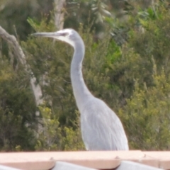 Egretta novaehollandiae (White-faced Heron) at WendyM's farm at Freshwater Ck. - 26 Nov 2023 by WendyEM