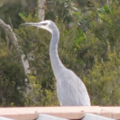 Egretta novaehollandiae (White-faced Heron) at WendyM's farm at Freshwater Ck. - 26 Nov 2023 by WendyEM