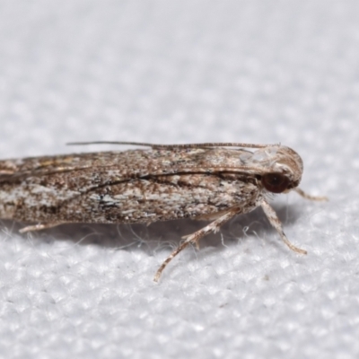 Ardozyga amblopis (A Gelechiod moth (Gelechiidae)) at QPRC LGA - 25 Apr 2024 by DianneClarke