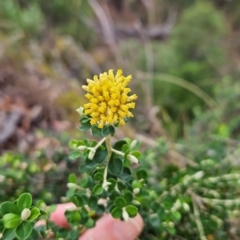 Ozothamnus obcordatus (Grey Everlasting) at Yurammie State Conservation Area - 25 Apr 2024 by BethanyDunne