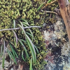 Dockrillia striolata (Streaked Rock Orchid) at Yurammie State Conservation Area - 25 Apr 2024 by BethanyDunne