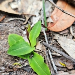 Chiloglottis valida at Yellow Pinch, NSW - 25 Apr 2024 by BethanyDunne
