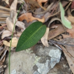 Cryptostylis sp. at Yurammie State Conservation Area - 25 Apr 2024 by BethanyDunne