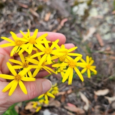 Senecio velleioides (Forest Groundsel) at Yurammie State Conservation Area - 25 Apr 2024 by BethanyDunne