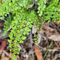 Lindsaea microphylla (Lacy Wedge-fern) at Yurammie State Conservation Area - 25 Apr 2024 by BethanyDunne