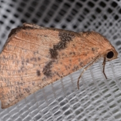 Mnesampela comarcha (Dry-leaf Gum Moth) at Jerrabomberra, NSW - 25 Apr 2024 by DianneClarke