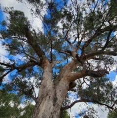 Eucalyptus microcarpa (Grey Box, Narrow-leaved Box) at Chiltern, VIC - 25 Apr 2024 by Steve818
