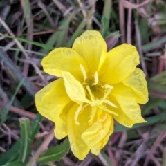 Oenothera stricta subsp. stricta (Common Evening Primrose) at Watson Green Space - 25 Apr 2024 by AniseStar