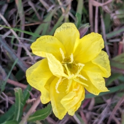 Oenothera stricta subsp. stricta (Common Evening Primrose) at Watson, ACT - 25 Apr 2024 by AniseStar