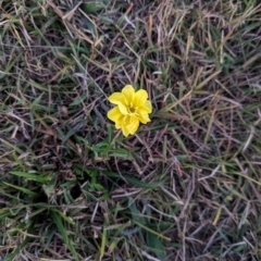 Oenothera stricta subsp. stricta at Watson Green Space - 25 Apr 2024