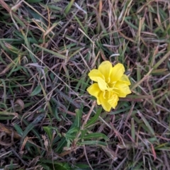 Oenothera stricta subsp. stricta at Watson Green Space - 25 Apr 2024