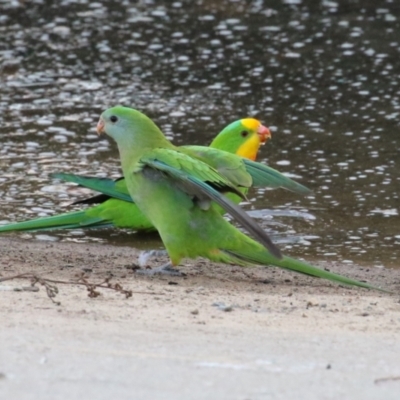 Polytelis swainsonii (Superb Parrot) at Lake Tuggeranong - 25 Apr 2024 by RodDeb