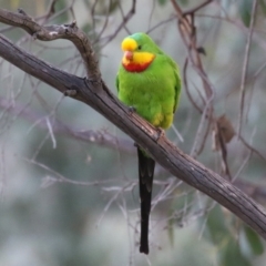 Polytelis swainsonii at Lake Tuggeranong - suppressed