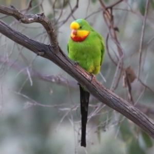 Polytelis swainsonii at Lake Tuggeranong - suppressed