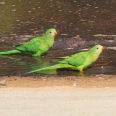 Polytelis swainsonii at Lake Tuggeranong - suppressed