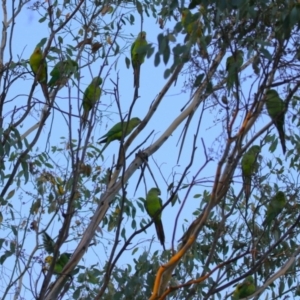 Polytelis swainsonii at Lake Tuggeranong - suppressed