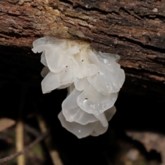 Tremella fuciformis (Snow Fungus) at Tidbinbilla Nature Reserve - 24 Apr 2024 by TimL