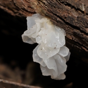 Tremella fuciformis at Tidbinbilla Nature Reserve - 24 Apr 2024