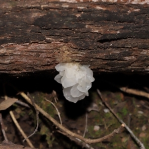 Tremella fuciformis at Tidbinbilla Nature Reserve - 24 Apr 2024 02:22 PM