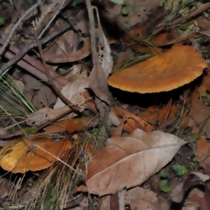 Austropaxillus sp. at Tidbinbilla Nature Reserve - 24 Apr 2024