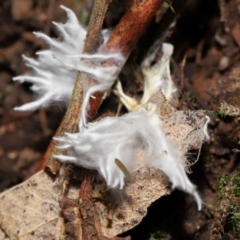 Unidentified Uncategorised Fungi at Paddys River, ACT - 24 Apr 2024 by TimL