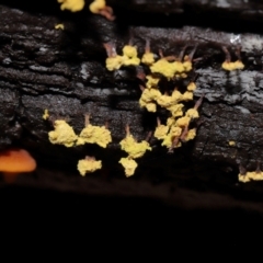 Trichiales (Order) at Tidbinbilla Nature Reserve - 24 Apr 2024