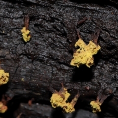 Trichiales (Order) at Tidbinbilla Nature Reserve - 24 Apr 2024